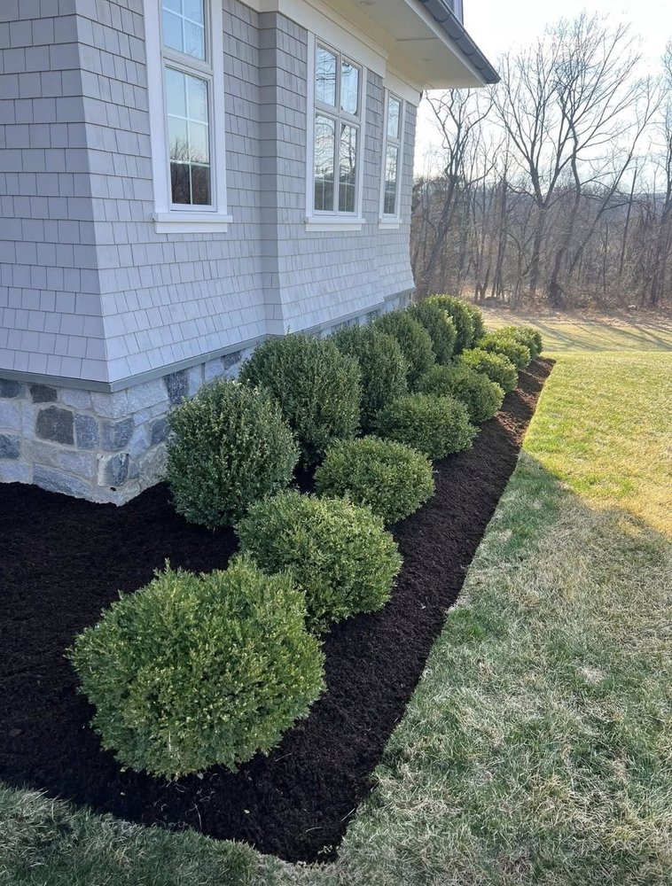 Fresh boxwood foundation planting with dark mulch beds