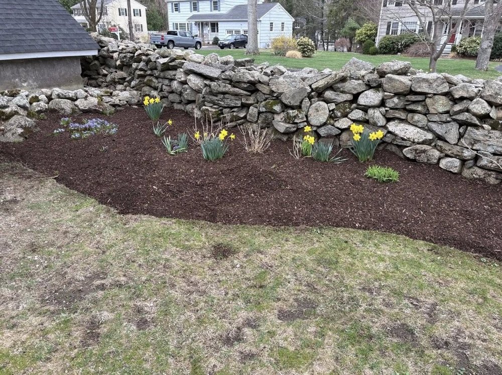 New England fieldstone wall with mulched daffodil border