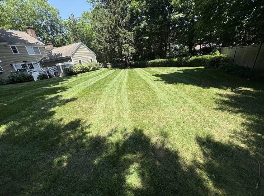 Wide striped backyard lawn framed by mature evergreens