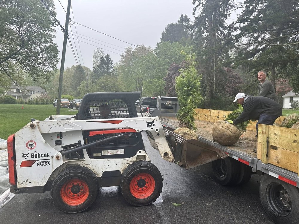 Crew unloading balled evergreens with a skid steer for a planting install