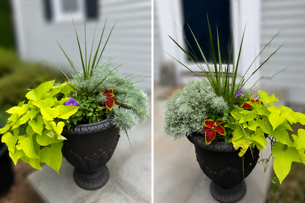 Pair of classic black urn planters with dusty miller, coleus and chartreuse sweet potato vine at a front entry