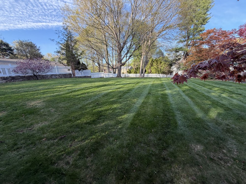 Spring lawn with fresh mowing stripes beside a Japanese maple