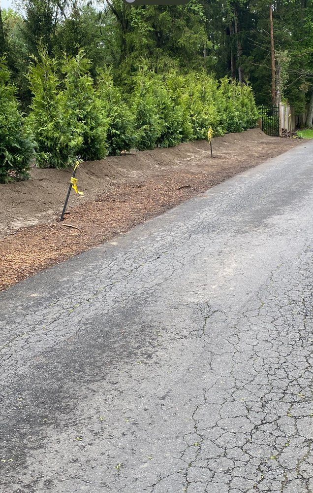 New arborvitae privacy screen planted along a graded driveway edge