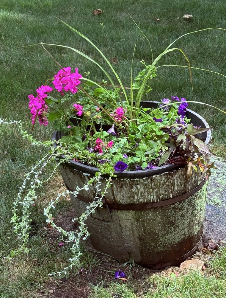 Rustic half-barrel planter filled with magenta geraniums, petunias and trailing licorice plant on a green lawn