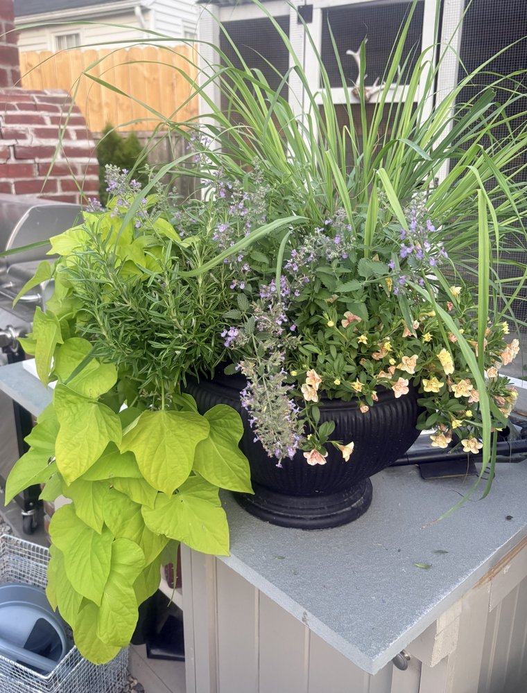Mixed container planting of grasses, calibrachoa and catmint on an outdoor kitchen counter
